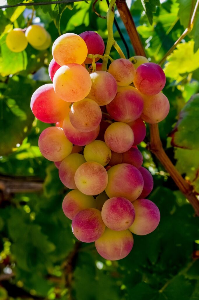 grape, vineyard, fruit-3648296.jpg