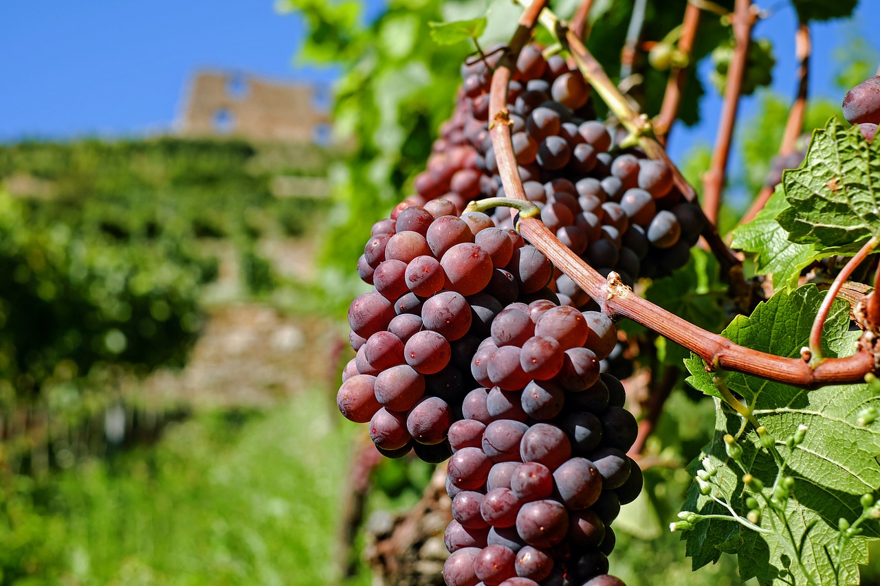 grapes, fruit, red-2672886.jpg