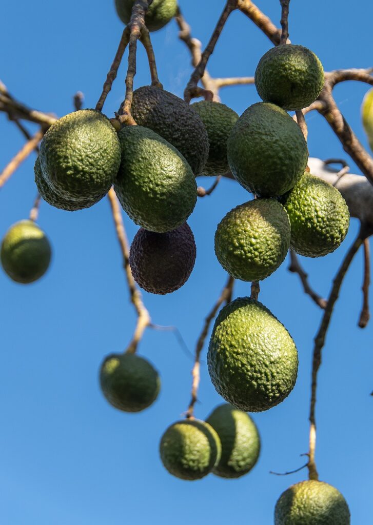 hass avocados, persea americana, avocados-5537945.jpg