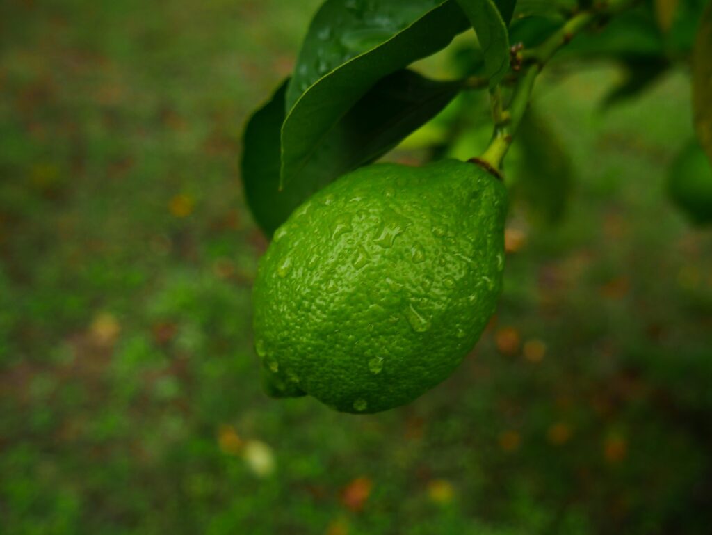 lemon, green, branches-2765999.jpg