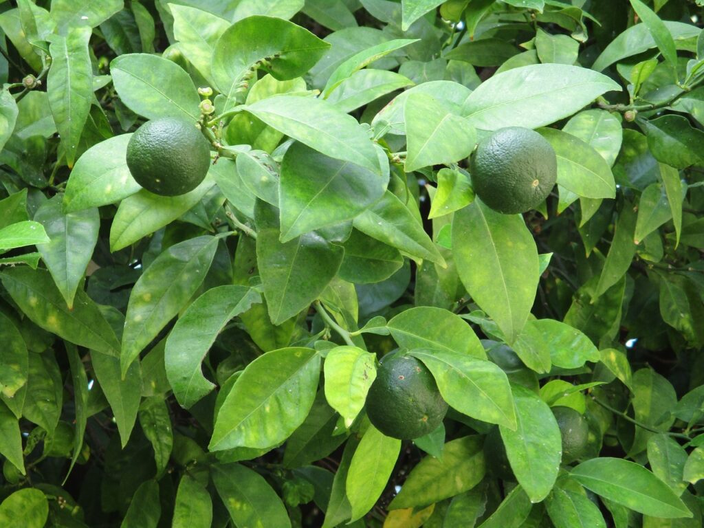 lime, lime tree, fruit-2595194.jpg