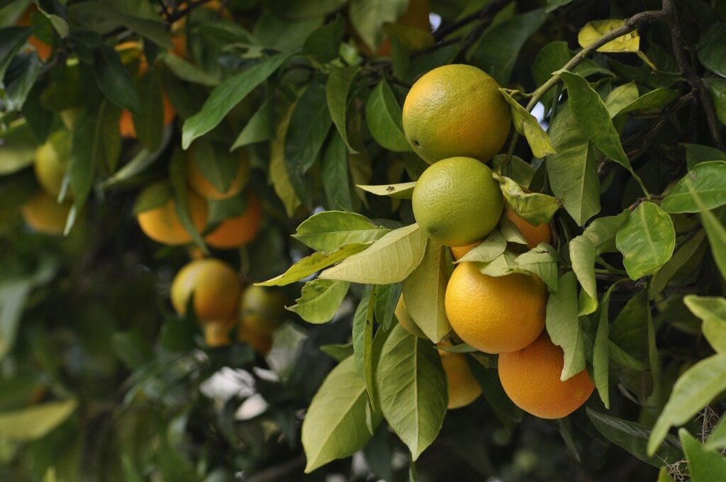 oranges, green, fruit-4566275.jpg