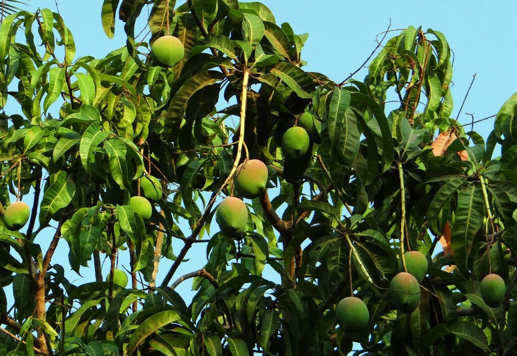 mango tree, mango, mangifera indica-321075.jpg